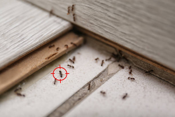 Best Wasp Removal Services  in Brea, CA