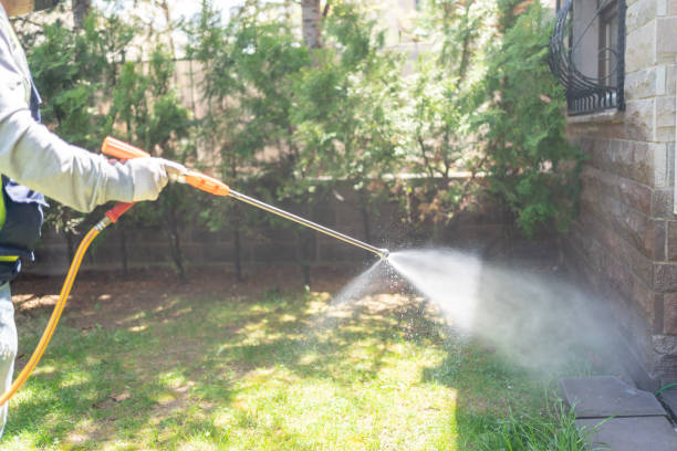 Wasp Removal Services in Brea, CA