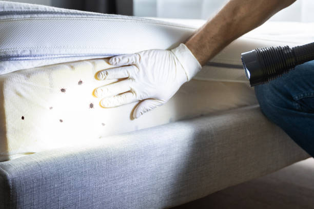 Best Local Pest Control Services  in Brea, CA