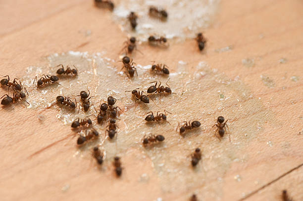 Best Emergency Pest Control  in Brea, CA