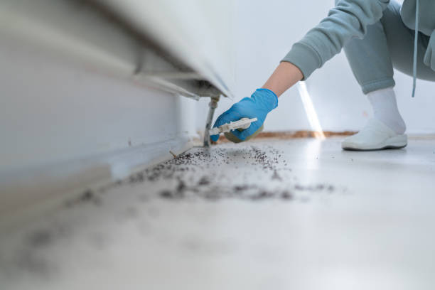Best Pest Control Treatment  in Brea, CA